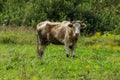 The cow in the meadow. Royalty Free Stock Photo